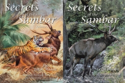 Secrets of the Sambar Vol 2 & 3 - 2 Volume Set