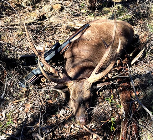 Rob Mauracher - Sambar Deer Success Story