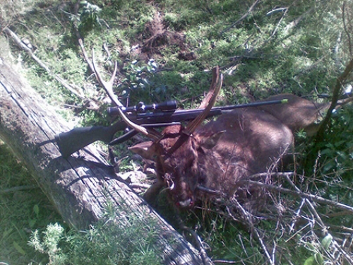 Chris Brereton, Bairnsdale - Sambar Deer Success Story